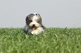 BEARDED COLLIE 132